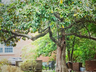 The Old Magnolia Tree