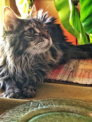 Spanky under the Banana Tree