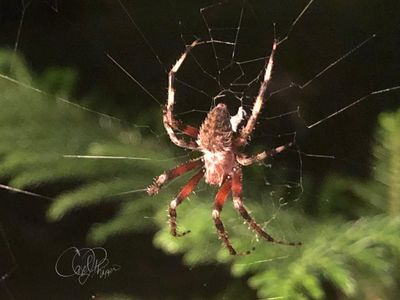 Spider at Front Door