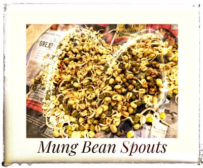 Spouting Mung Beans