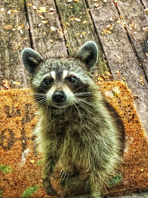 Daily Visitor