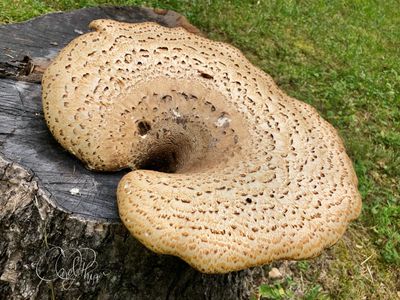 Giant Mushroom