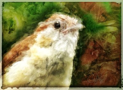 Garden-Wren