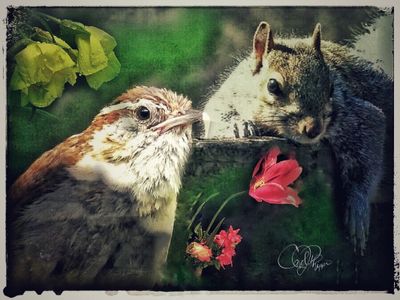 Window Guests