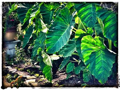 Elephant Ear