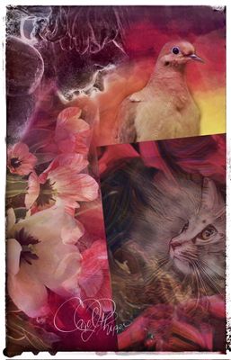 Whimsy