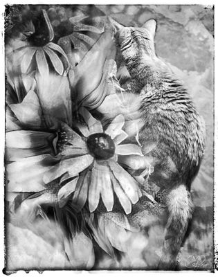 Sunflower Study