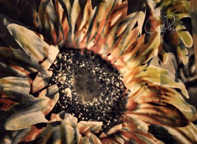 Sunflower Study