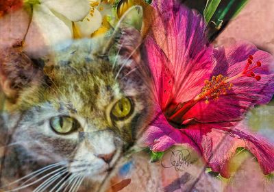Potpourri III - PhotoArt