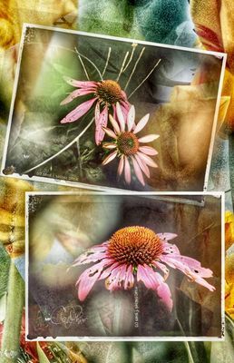 Summer Gallery 2025