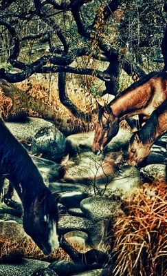 Visual Meditations 2