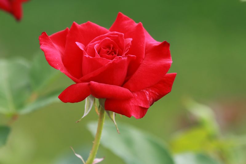 B2020_rose.JPG