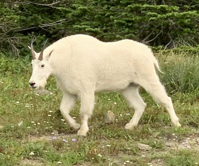 IMG_1097.jpg