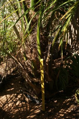 Cocoid palm hybrids