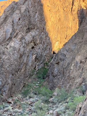 Lone Washingtonia filifera in the Kofa mountains