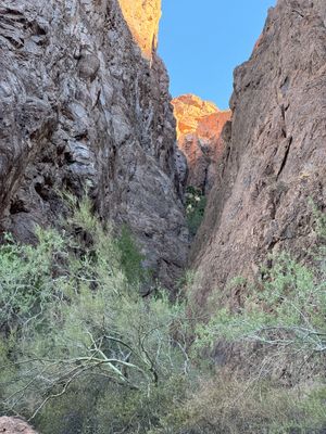 Washingtonia filifera in the Kofa mountains