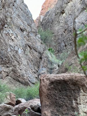 Washingtonia filifera in the Kofa mountains
