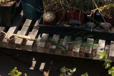 Macrozamia macdonnellii # 3