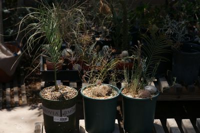 Cycads