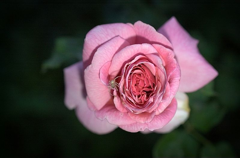 Spider and Rose