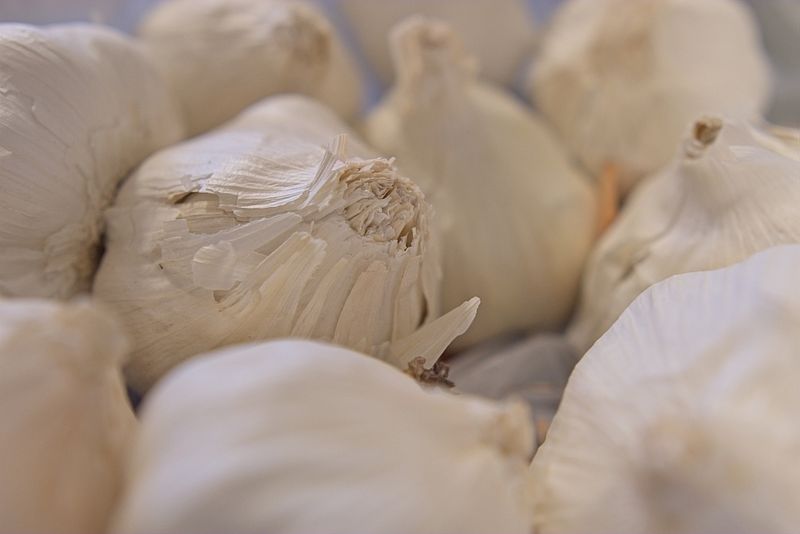 Garlic bulbs