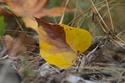 Autumn colors