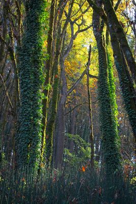 Tall Trees