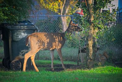 Bird feeder fight