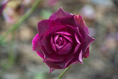 DSC_3356.jpg
