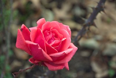DSC_3386.jpg