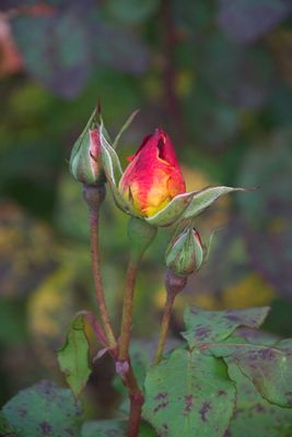 DSC_3404.jpg