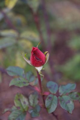 DSC_7829.jpg