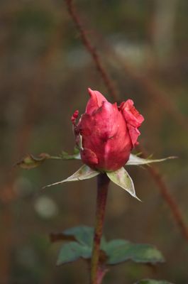 DSC_7830.jpg