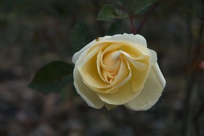 DSC_7842.jpg