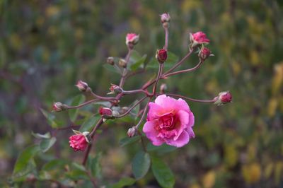DSC_7848.jpg