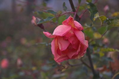 DSC_7852.jpg