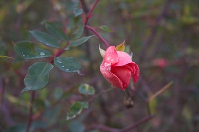 DSC_7853.jpg