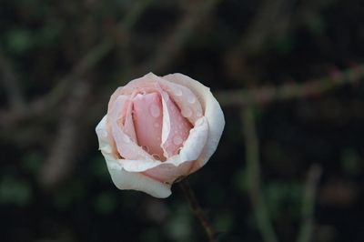 DSC_7862.jpg