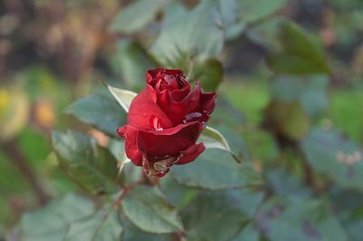 DSC_7872.jpg