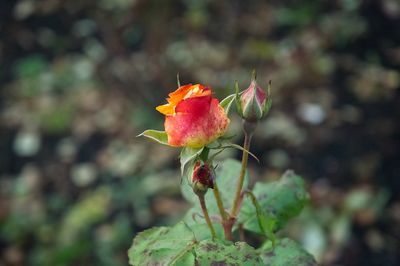 DSC_7875.jpg