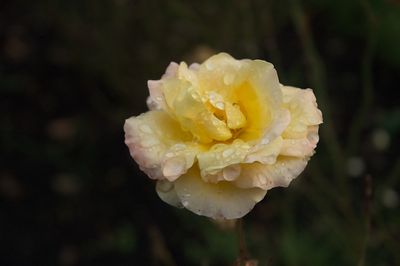 DSC_7877.jpg