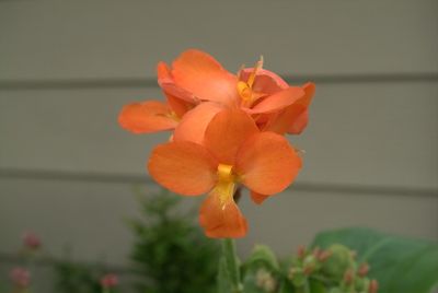 DSCF0016.jpg