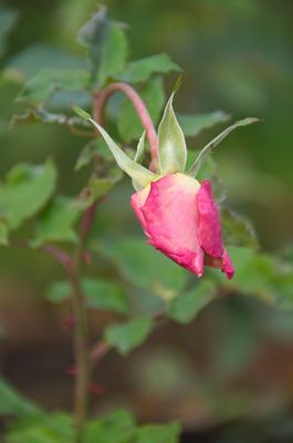 DSC_1092.jpg