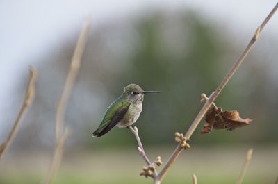 DSC_1196.jpg
