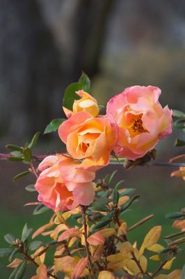 DSC_3400.jpg