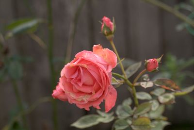 DSCF0040.jpg