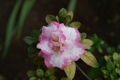 PICT0047 1.jpg