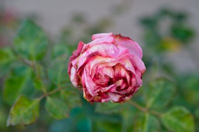 PICT0048.jpg