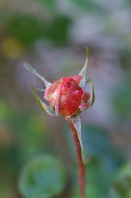 PICT0049.jpg
