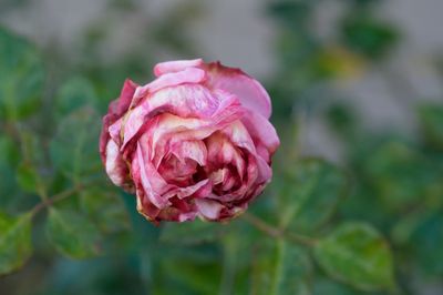 PICT0050.jpg